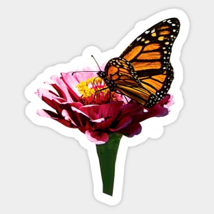 Zinnias - Monarch Butterfly on Pink Zinnia Sticker